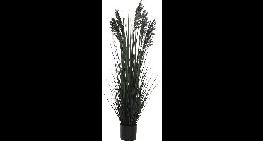 Siergras in pot 122 cm zwart Hortus - Hortus