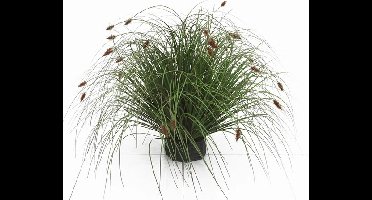 Kattestaart mini 55 cm Hortus - Hortus