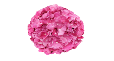 Kunst hortensia tak roze 92 cm Buitengewoon de Boet - Buitengewoon de boet