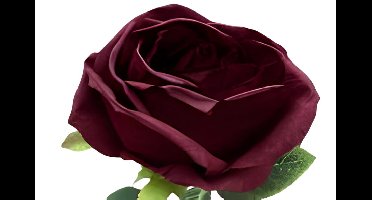 Enkele donkerrode roos Buitengewoon de Boet - Buitengewoon de boet