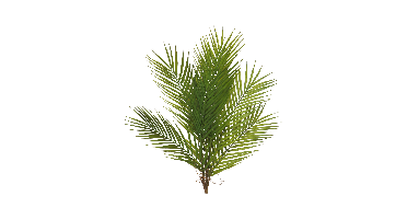 Areca palm bundle green 60cm Erutan Avon - Erutan avon