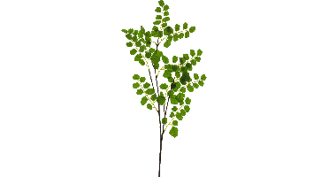 Acacia leaf spray green 90cm Erutan Avon - Erutan avon