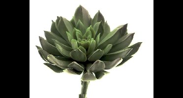 Erutan Avon Aeonium pick lt green 13 cm Erutan Avon - Erutan avon