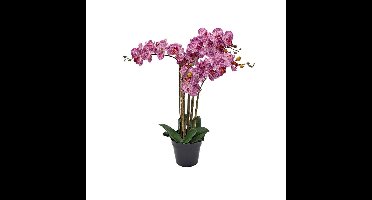Phalaenopsis Orchidee in pot x5 60 cm Tiger Cerise kunstplant Buitengewoon de Boet - Buitengewoon de boet