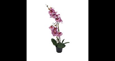Phalaenopsis Orchidee in pot x2 50 cm Tiger Cerise kunstplant Buitengewoon de Boet - Buitengewoon de boet