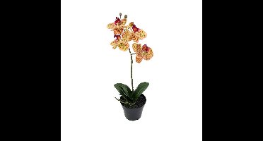 Phalaenopsis Orchidee in pot x1 50 cm Tiger Yellow kunstplant Buitengewoon de Boet - Buitengewoon de boet