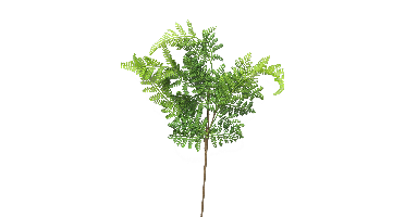 (Best) Athyrium leaf spray green 57 cm kunstbloem Erutan Avon - Erutan avon