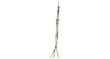 Cactus Lia hanger green 107 cm (S) kunstbloem Erutan Avon - Erutan avon