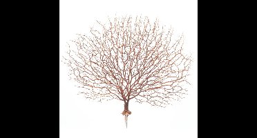 Coral decoration frame 47 cm kunsttak Buitengewoon de Boet - Buitengewoon de boet