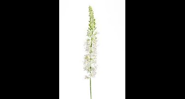 Eremurus spray cream 105 cm kunstbloem Erutan Avon - Erutan avon