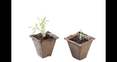 Turfpot H6x6x6cm set a 16 stuks Nature - Nature