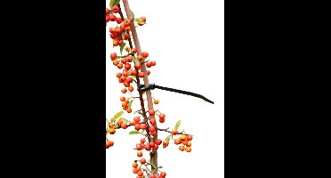 Kabelbinders nylon 20cm set a 25 stuks Nature - Nature