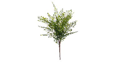 Fern adianthum bush 40 cm green Emerald - Emerald