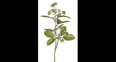 Bessentak h70 cm Van Rijsoort - Hortus