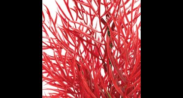 Sf art plant 25 cm ludwigia Superfish - Superfish