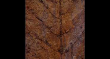 Colombo catappa nano 10x Colombo - Colombo