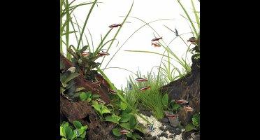 Superfish quadro 70 pro wit Superfish - Superfish