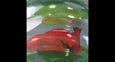 Sf betta bed 3 leaves Superfish - Superfish
