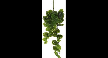 Peperomia hang l58b20h14cm groen Mica Decorations - Mica decorations