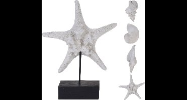 Schelp en zeester polystone Nampook - Nampook