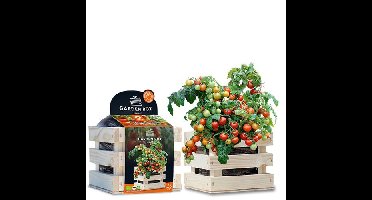 Garden Box struiktomaat BIO Koralik Baza Seeds Hortus - Hortus