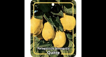 Cydonia Portugiesische Birnenquitte fruitboom Kweepeer Oosterik Home - Oosterik home