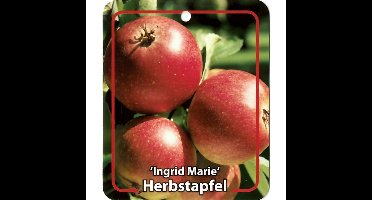 Malus Domestica Ingrid Marie fruitboom Appel Oosterik Home - Oosterik home