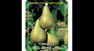 Pyrus Communis Birne Conference fruitboom Peer Oosterik Home - Oosterik home