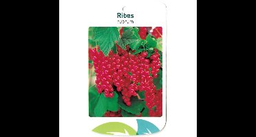 Fruitplant Ribus Rubrum fruitboom Aalbes Oosterik Home - Oosterik home