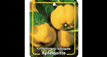 Cydonia Konstantinopeler Apfelquitte fruitboom Kweepeer Oosterik Home - Oosterik home