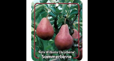 Pyrus Communis Rote Williams Christbirne fruitboom Peer Oosterik Home - Oosterik home