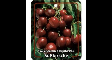 Prunus Avium Grosse Schwarze Knorpelkirsche fruitboom Zoete kers Oosterik Home - Oosterik home