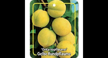 Prunus Domestica Ontariopflaume fruitboom Pruim Oosterik Home - Oosterik home