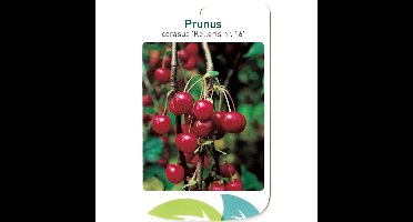 Prunus Cerasus Kelleris nr. 16 fruitboom Zure kers Oosterik Home - Oosterik home