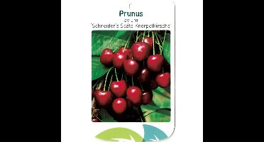 Prunus Avium Scjneider s Spate Knorpelkirsche fruitboom Zoete kers Oosterik Home - Oosterik home