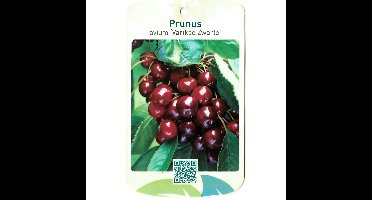 Prunus Avium Varikse Zwarte fruitboom Zoete kers Oosterik Home - Oosterik home