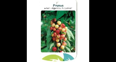 Prunus Avium Bigarreau Napoleon fruitboom Zoete kers Oosterik Home - Oosterik home