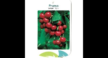 Prunus Avium Van fruitboom Zoete kers Oosterik Home - Oosterik home