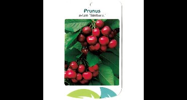 Prunus Avium Sunburst fruitboom Zoete kers Oosterik Home - Oosterik home