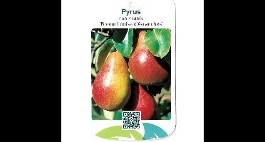Pyrus Communis Bonne Louise d Avranches fruitboom Peer Oosterik Home - Oosterik home