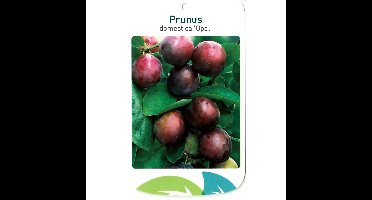 Prunus Domestica Opal fruitboom Pruim Oosterik Home - Oosterik home