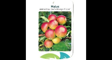 Malus Domestica Cox s Orange Pippin fruitboom Appel Oosterik Home - Oosterik home