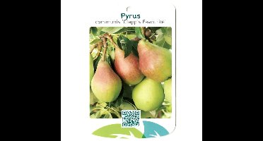 Pyrus Communis Clapp s Favourite fruitboom Peer Oosterik Home - Oosterik home