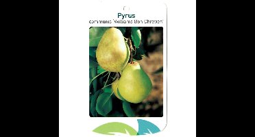 Pyrus Communis Williams Bon Chretien fruitboom Peer Oosterik Home - Oosterik home