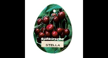 Prunus Avium Stella fruitboom Zoete kers Oosterik Home - Oosterik home