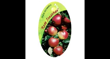 Malus Domestica Rode Jonathan fruitboom Appel Oosterik Home - Oosterik home