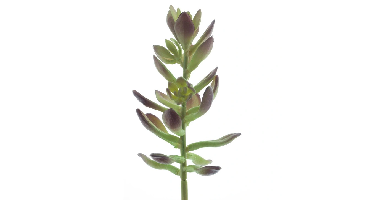 Sinocrassula pick Guanita green 20 cm kunstbloem Erutan Avon - Erutan avon