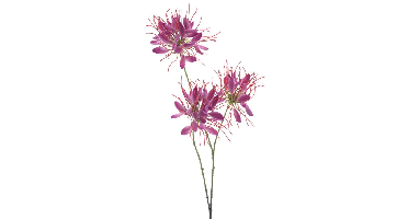 Spider flower spray beauty 94 cm kunstbloem Erutan Avon - Erutan avon