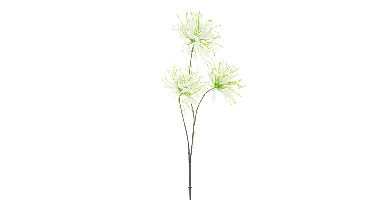 Spider flower spray cream 94 cm kunstbloem Erutan Avon - Erutan avon