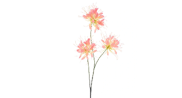Spider flower spray peach 94 cm kunstbloem Erutan Avon - Erutan avon